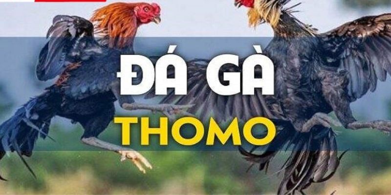 Đá Gà Thomo - Thả Ga Chiêm Ngưỡng Hàng Trăm Thần Kê Dũng Mãnh