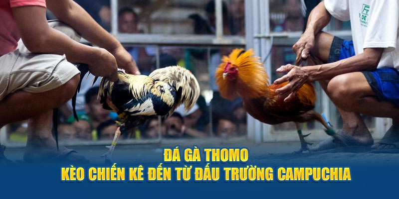 Giới thiệu đá gà Thomo