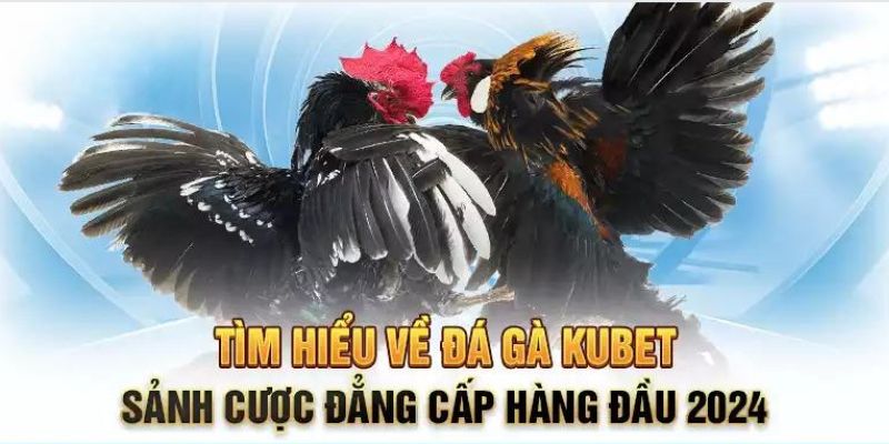 Sơ lược sân chơi đá gà KUBET